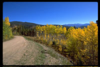 aspens-with-road-left-22.4