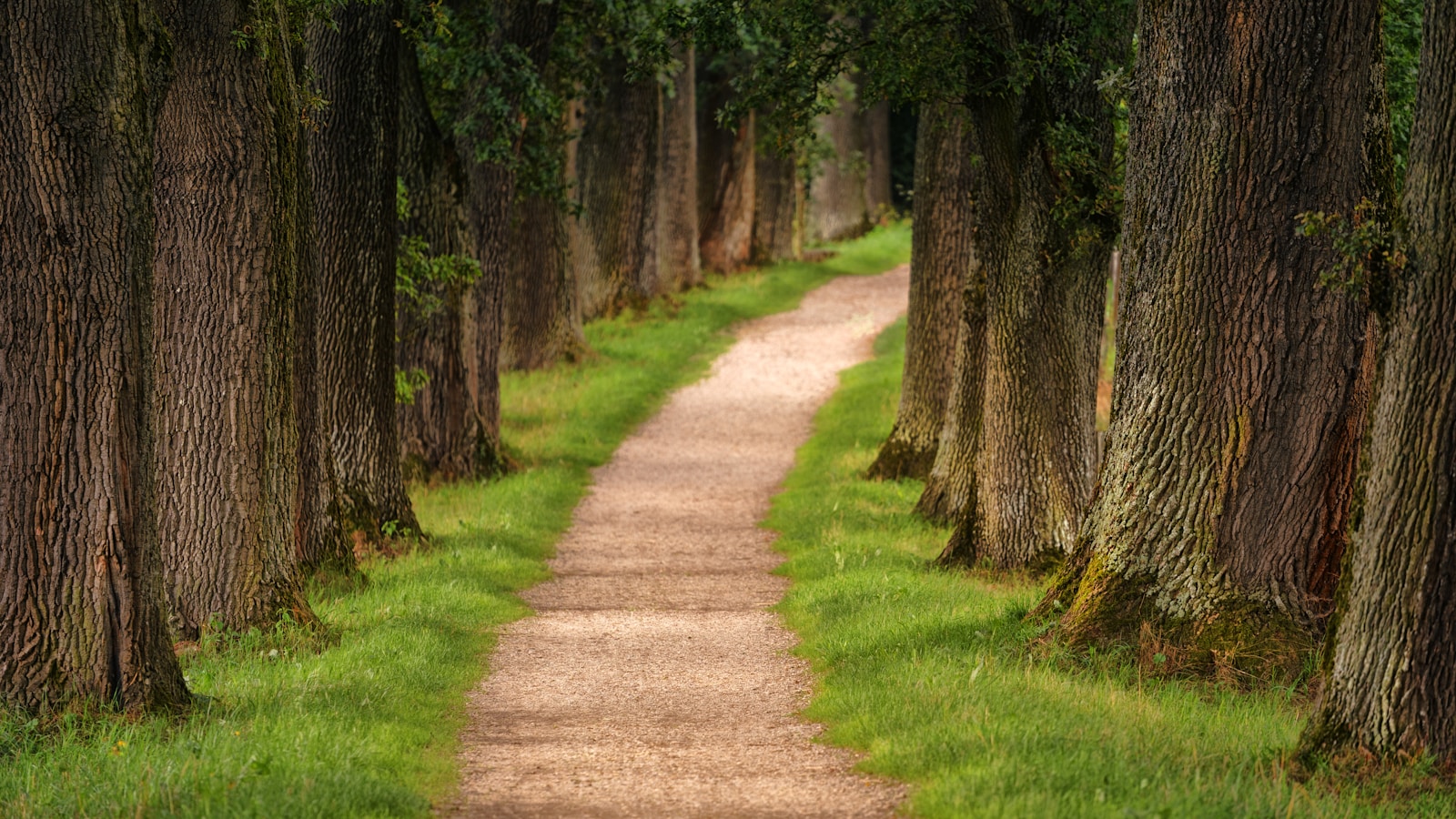 Photo by Johannes Plenio pathway of trees during daytime